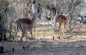 07 Chobe national park (149)