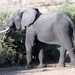 07 Chobe national park (150)