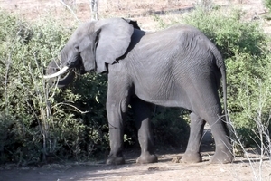 07 Chobe national park (150)