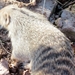 07 Chobe national park (163)