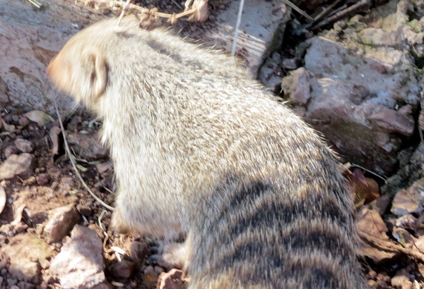 07 Chobe national park (163)