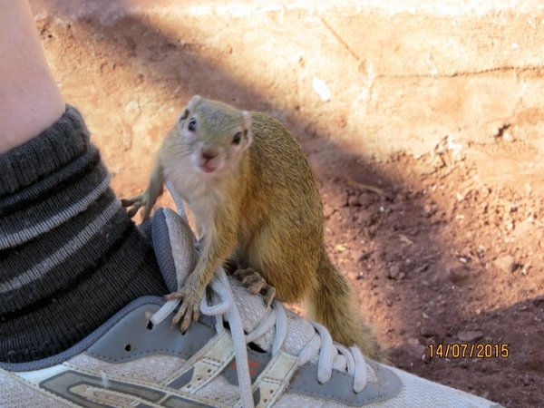 07 Chobe national park (167)