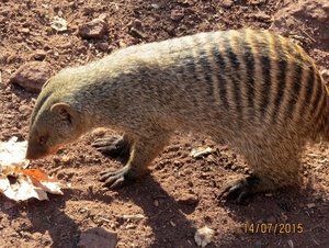 07 Chobe national park (176)