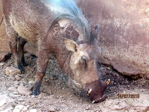 07 Chobe national park (178)