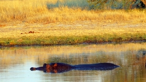 09 Hwange national park (15)