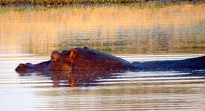 09 Hwange national park (16)