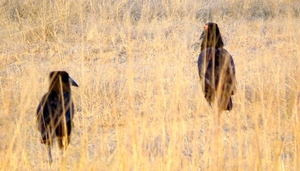 09 Hwange national park (17)