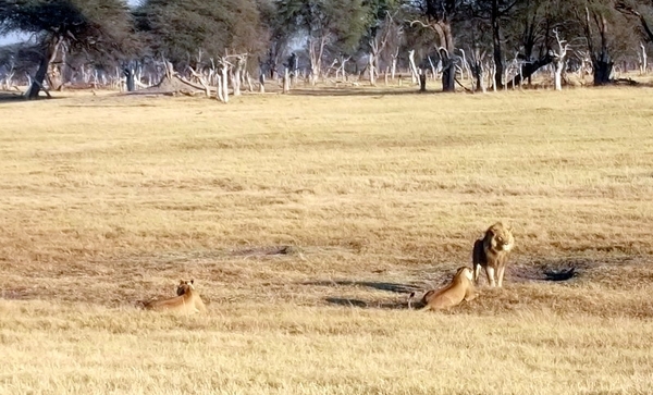 09 Hwange national park (19)