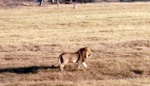 09 Hwange national park (20)