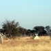 09 Hwange national park (21)