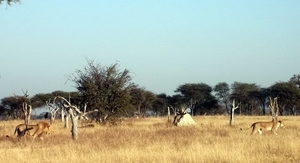 09 Hwange national park (21)