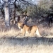 09 Hwange national park (23)