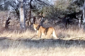 09 Hwange national park (23)