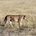 09 Hwange national park (25)