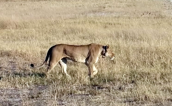 09 Hwange national park (25)