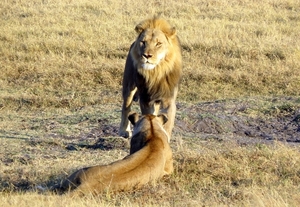 09 Hwange national park (26)