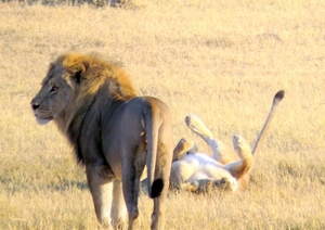 09 Hwange national park (36)