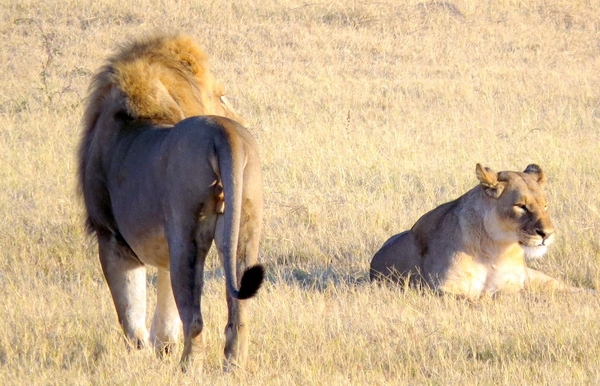 09 Hwange national park (37)