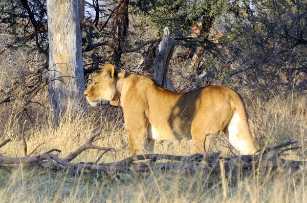 09 Hwange national park (40)