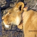 09 Hwange national park (41)