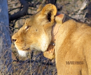 09 Hwange national park (41)