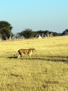 09 Hwange national park (42)