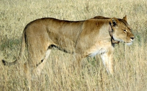 09 Hwange national park (43)