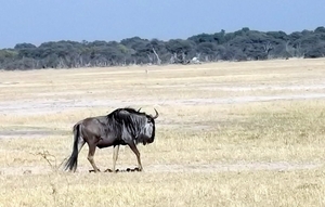 09 Hwange national park (45)