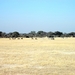 09 Hwange national park (46)