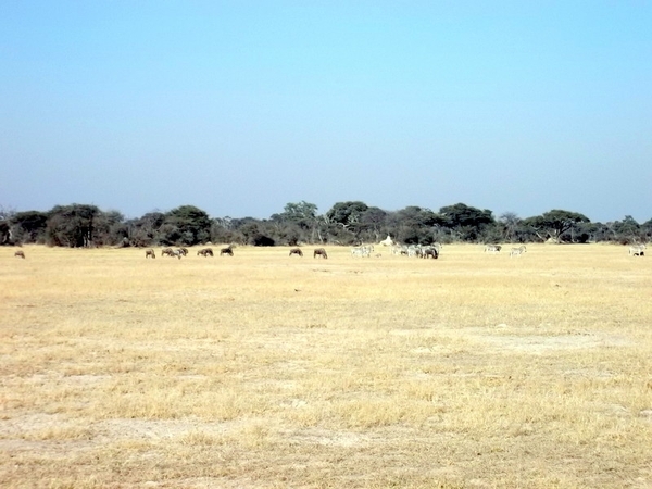 09 Hwange national park (46)