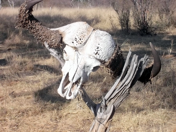 09 Hwange national park (47)