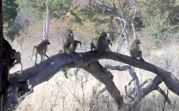 09 Hwange national park (48)