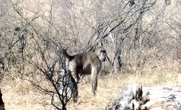 09 Hwange national park (49)