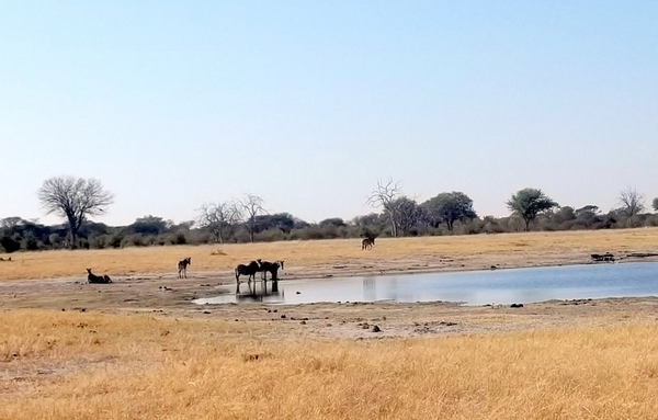 09 Hwange national park (50)