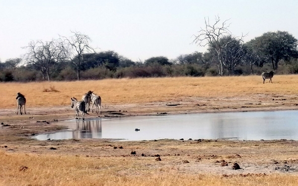 09 Hwange national park (51)