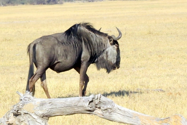 09 Hwange national park (52)