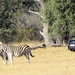 09 Hwange national park (54)