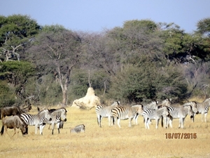 09 Hwange national park (55)