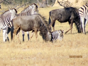 09 Hwange national park (56)