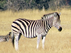 09 Hwange national park (58)