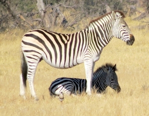 09 Hwange national park (59)