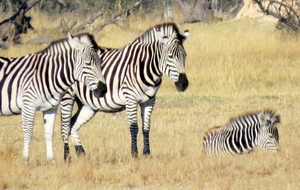 09 Hwange national park (60)