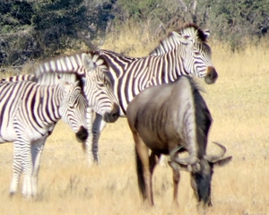 09 Hwange national park (61)