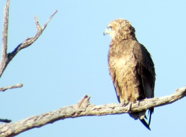 09 Hwange national park (62)