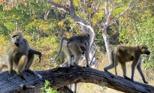 09 Hwange national park (63)