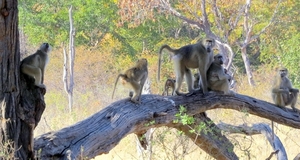 09 Hwange national park (64)