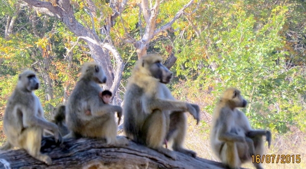 09 Hwange national park (65)