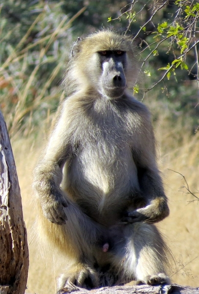 09 Hwange national park (66)