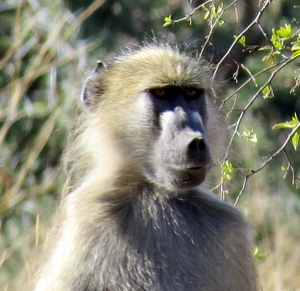 09 Hwange national park (67)