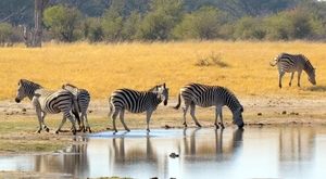 09 Hwange national park (68)